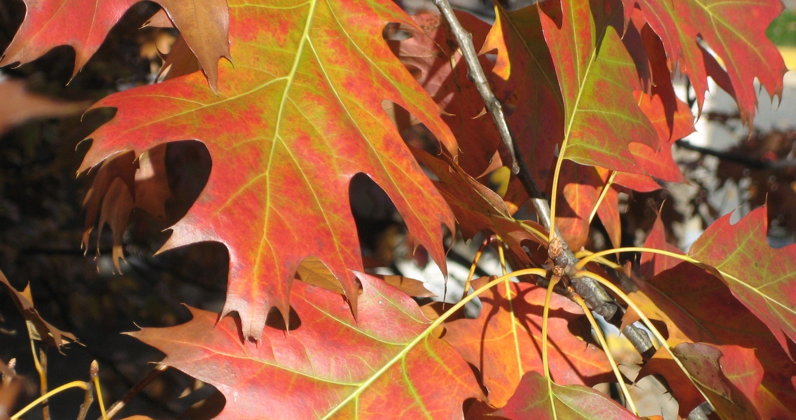 Image of leaves changing color.