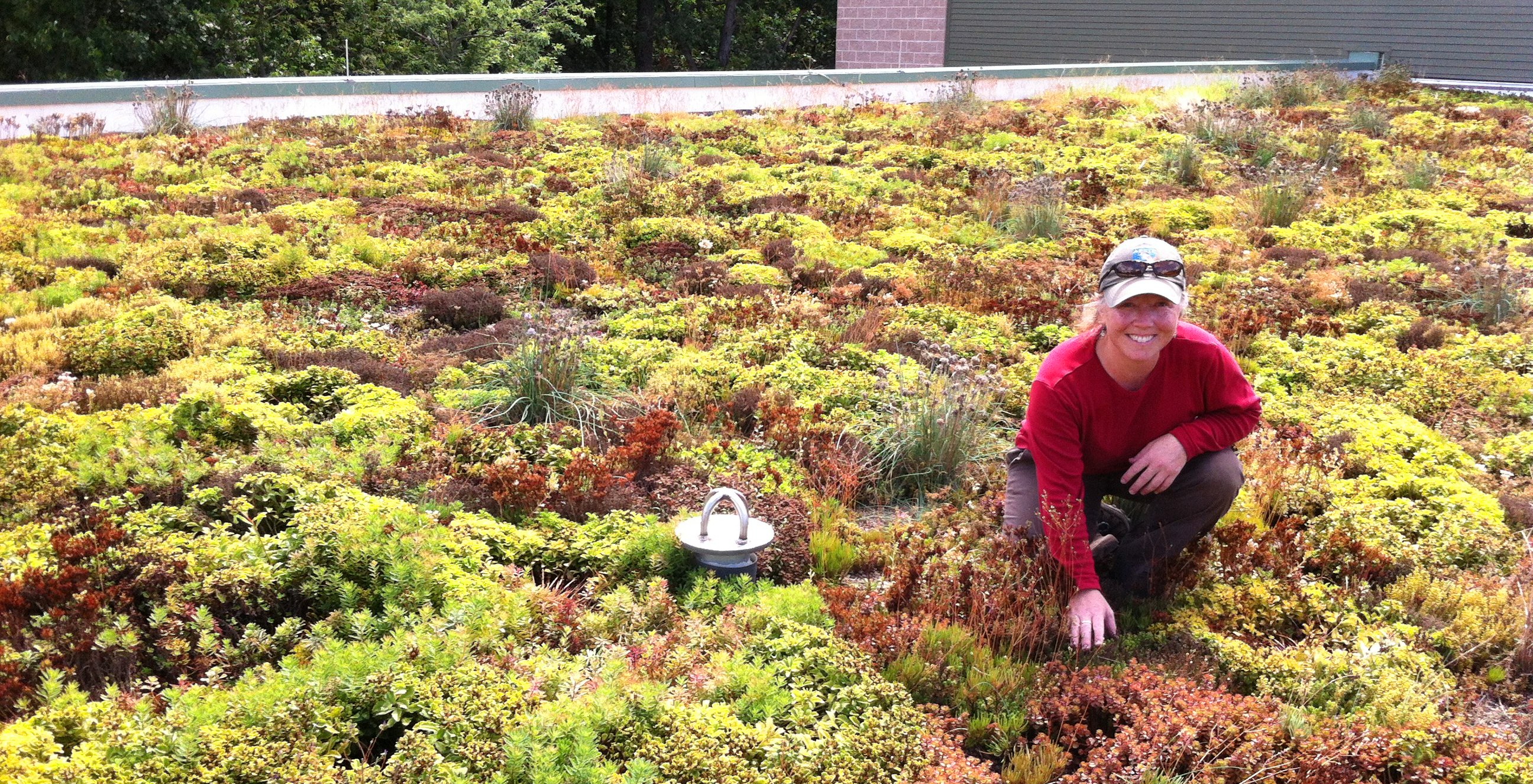 Image of a green roof.