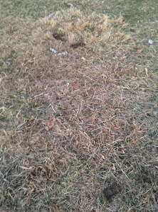 Image of a grassy area with multiple piles of poop.