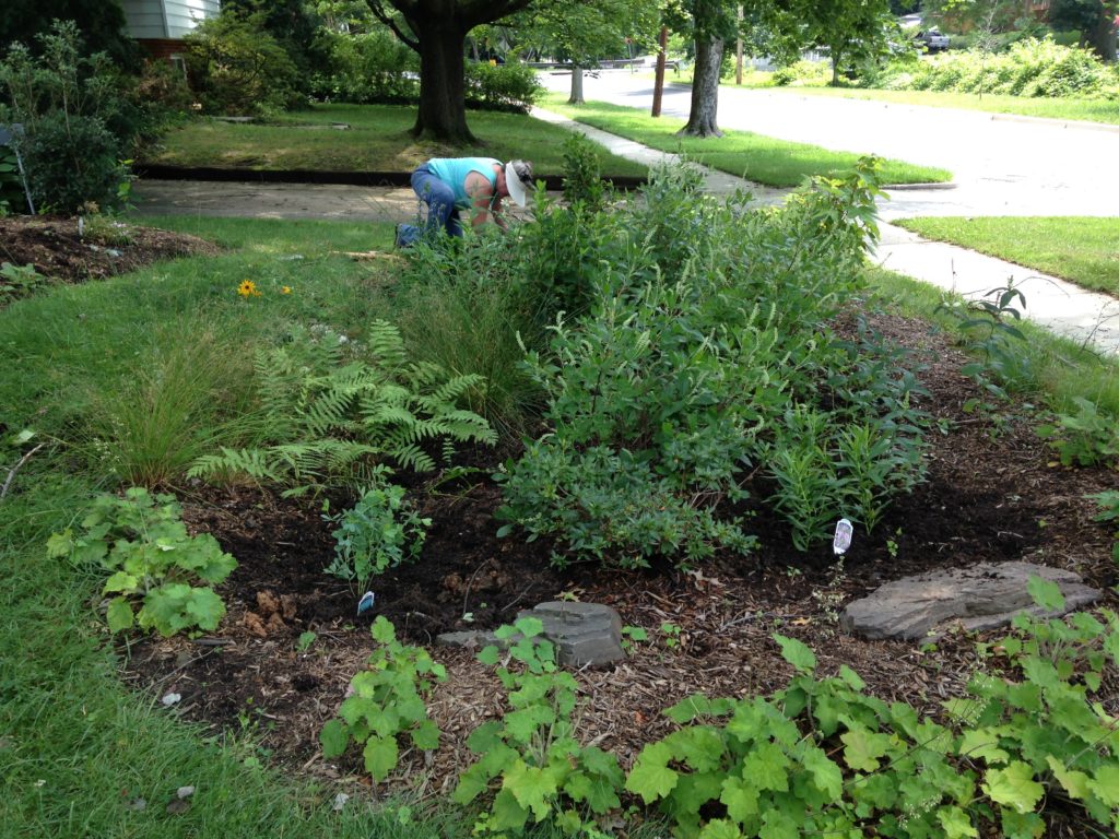 A guide to tucking in your rain garden for winter - My Green ...