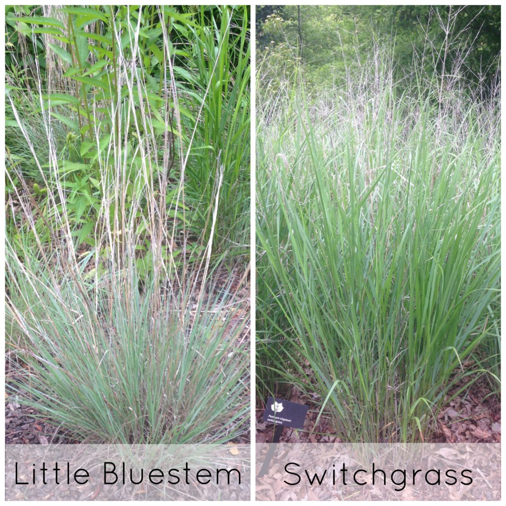 Composite image of Little Bluestem and Switchgrass