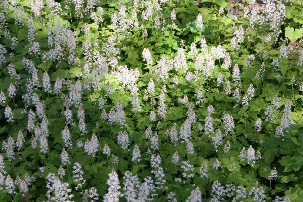 Image of foamflowers, leafy green plants with cone shaped series of small white flowers