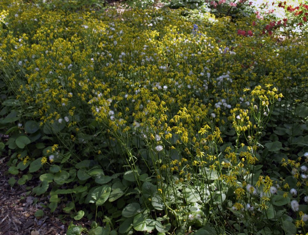 A small bush with yellow flowers