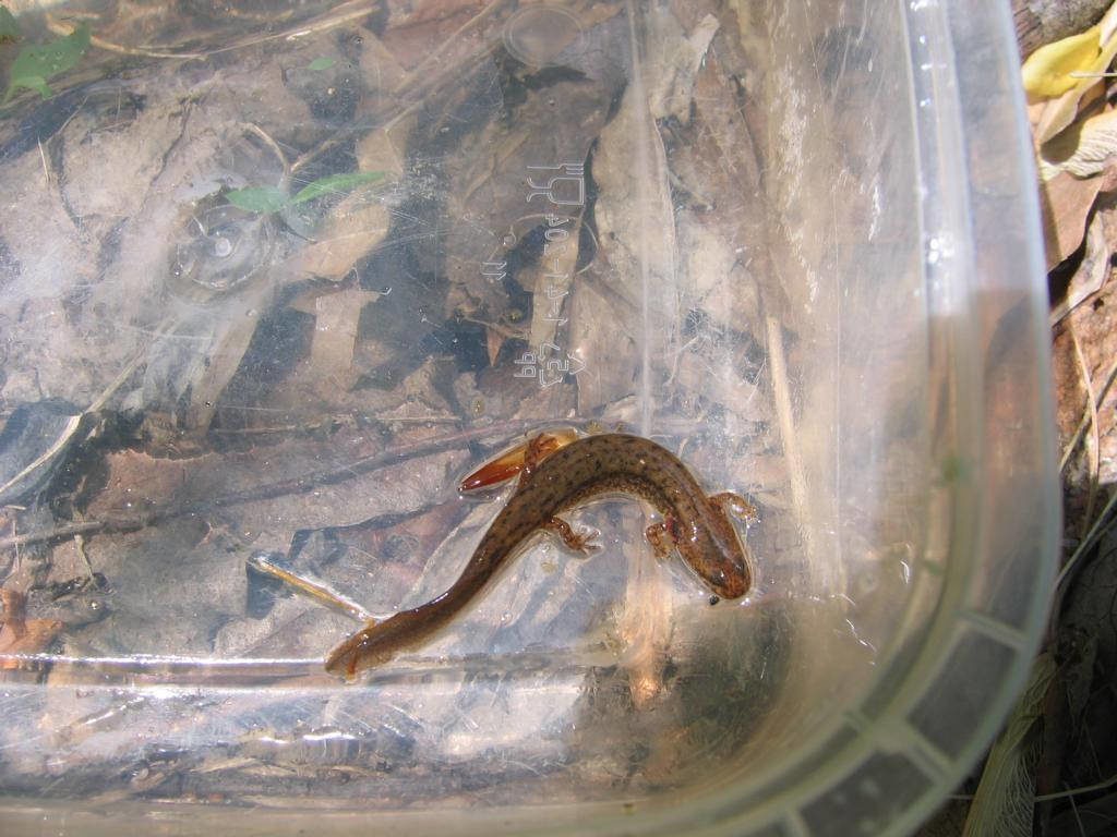 Northern Two-lined Salamander in its larval life stage