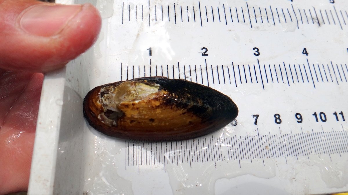 Yellow Lance Mussel in Montgomery County! My Green Montgomery My