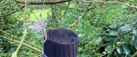 mosquito trap