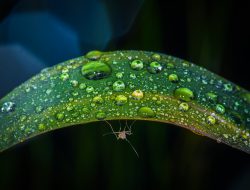 Mosquito staying dry under a wet leaf