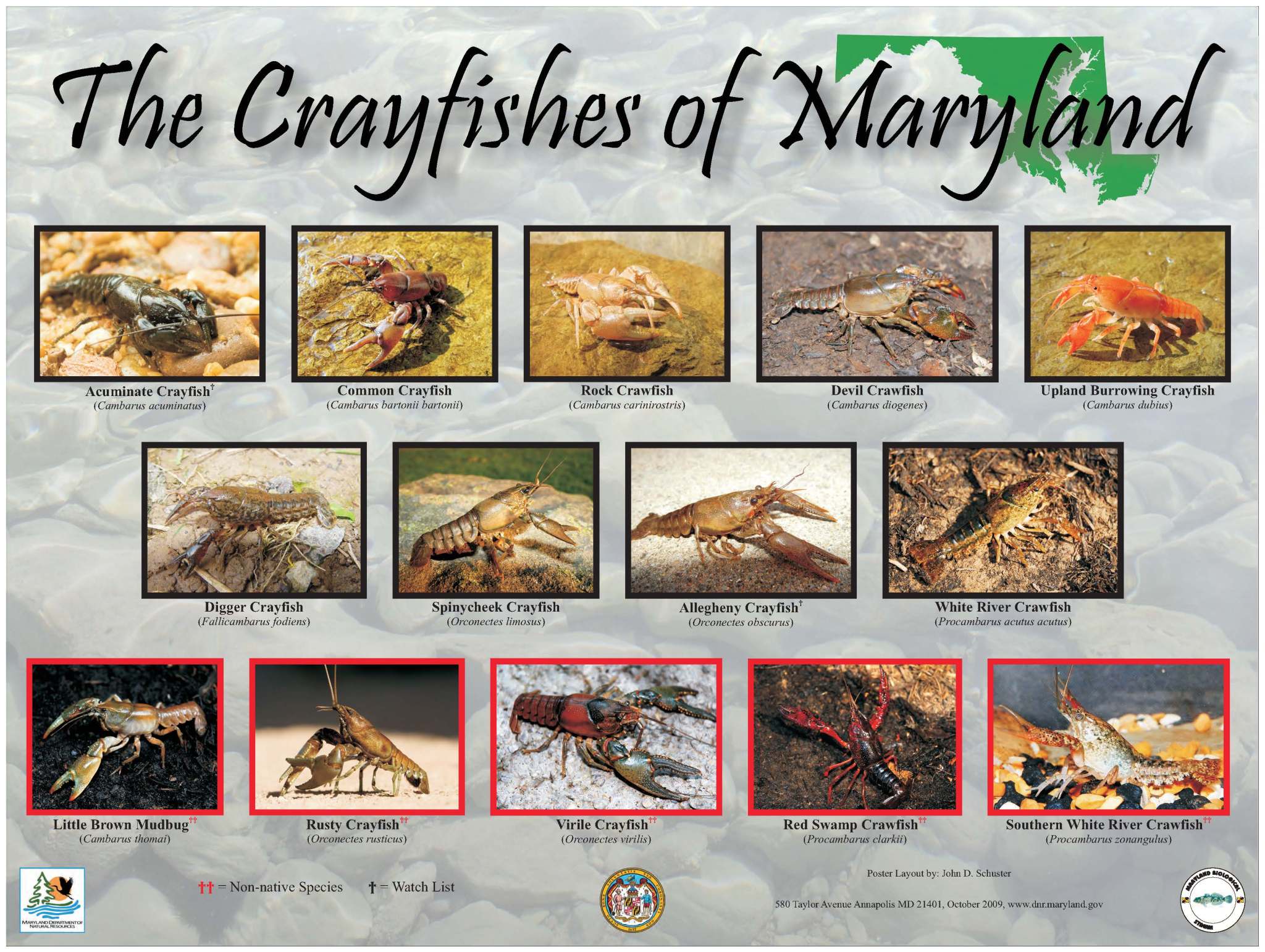 MDCrayfish-2048x1541.jpg