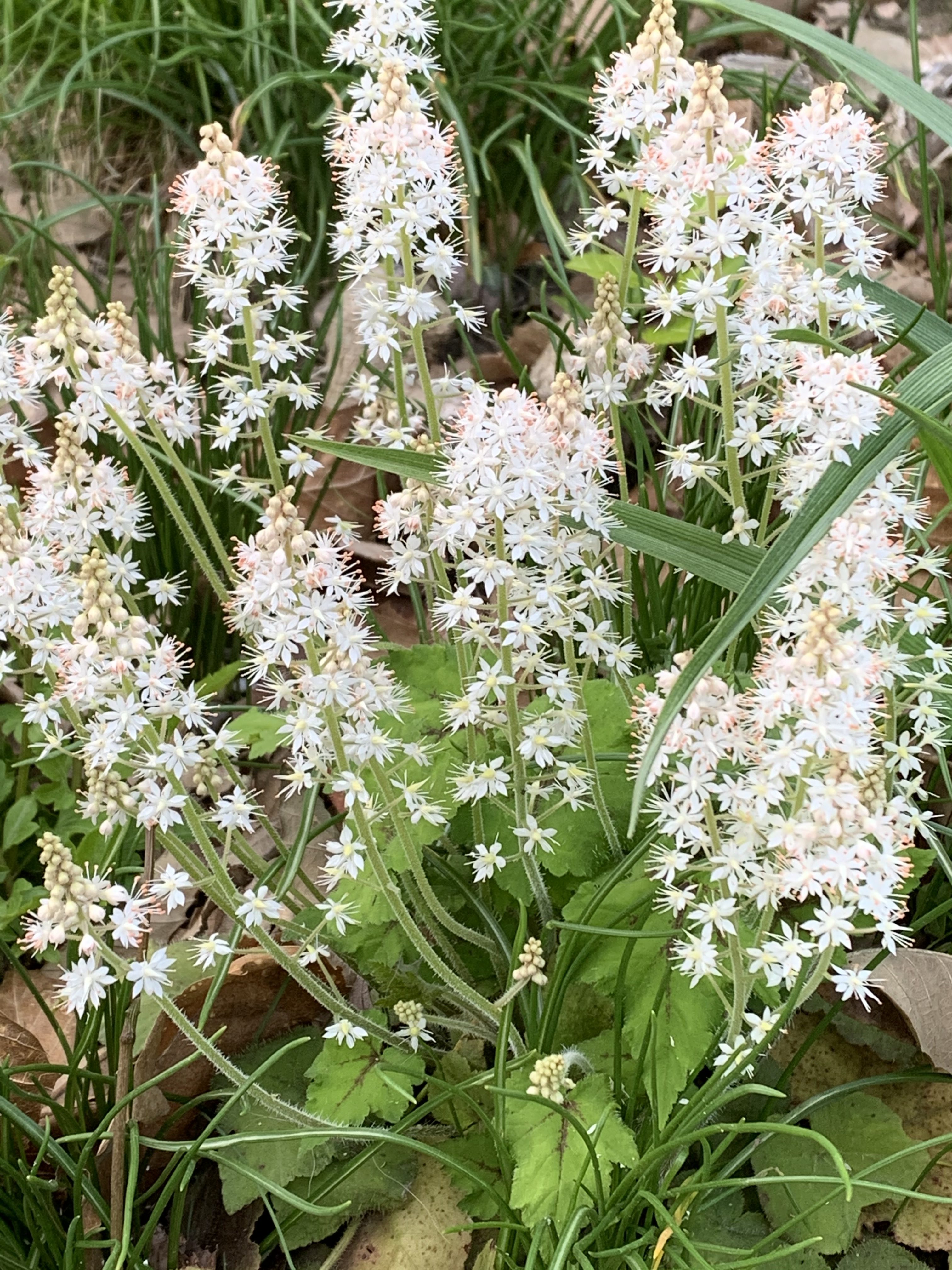 Foamflower or Tiarella Cordifolia