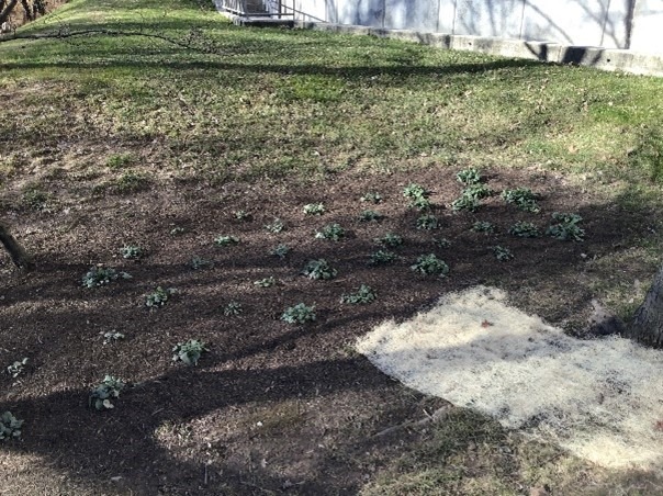 A bioretention with mulch and small plants. 