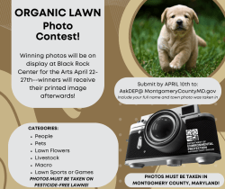 Image advertising the photo contest, details are in the post.