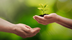 Two hands holding a plant and soil. 