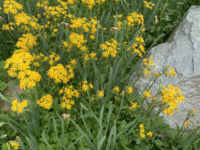 A flowering golden groundsel with small yellow flowers. 