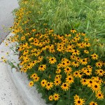 Blooming orange coneflower, a plant with orange-yellow leaves and a brown center.