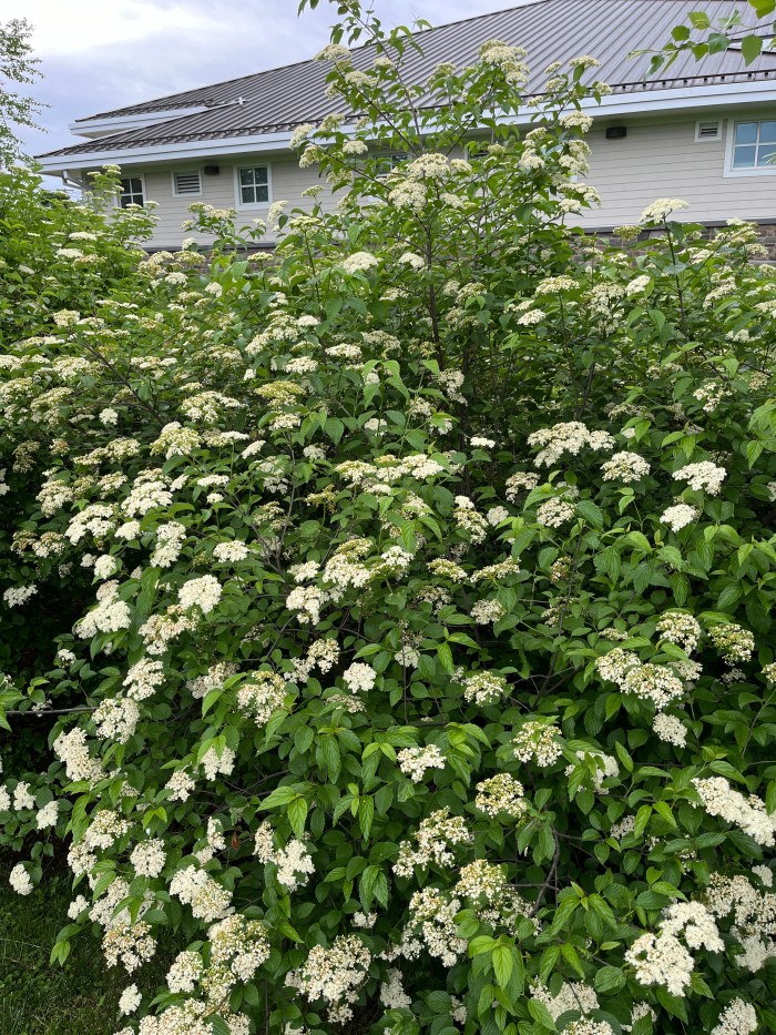An arrowwood viburnum shrub with clusters of small white flowers.