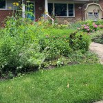 A completed RainScapes project comprised of blooming native plants in front of a brick front single-family home.