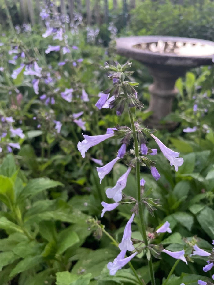 Plant with purple bell-shaped flowers in a garden with bird bath in the background.