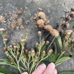 A plant with green leaves and brown seeds lying on pavement.