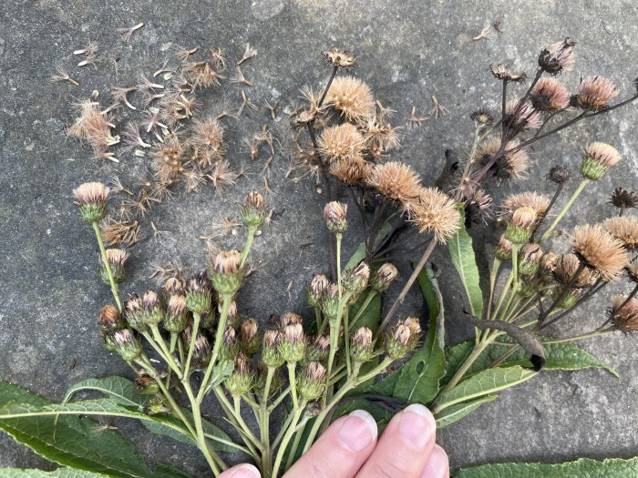 A plant with green leaves and brown seeds lying on pavement.