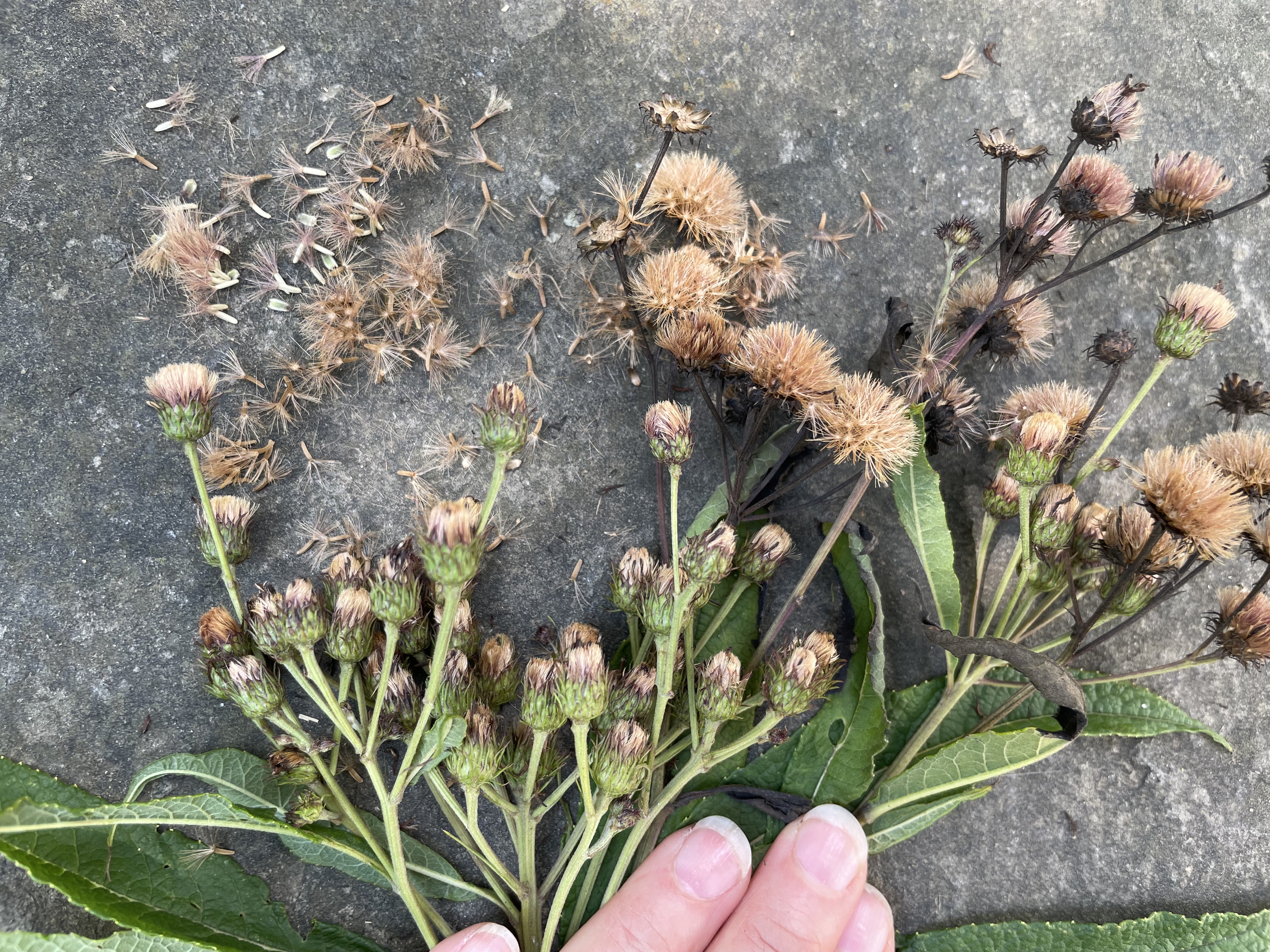 A plant with green leaves and brown seeds lying on pavement.