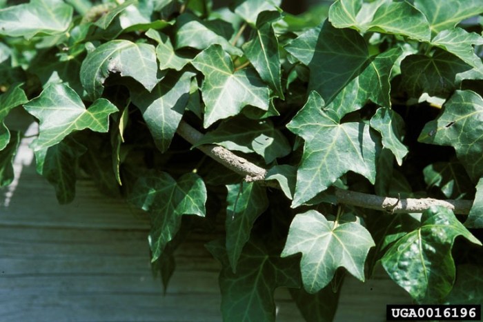 Green English ivy leaves growing off a branch alongside a building.