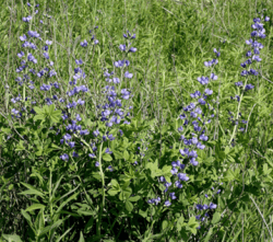 Small blue-purple flowers run up a long green stem with busy green leaves below. 