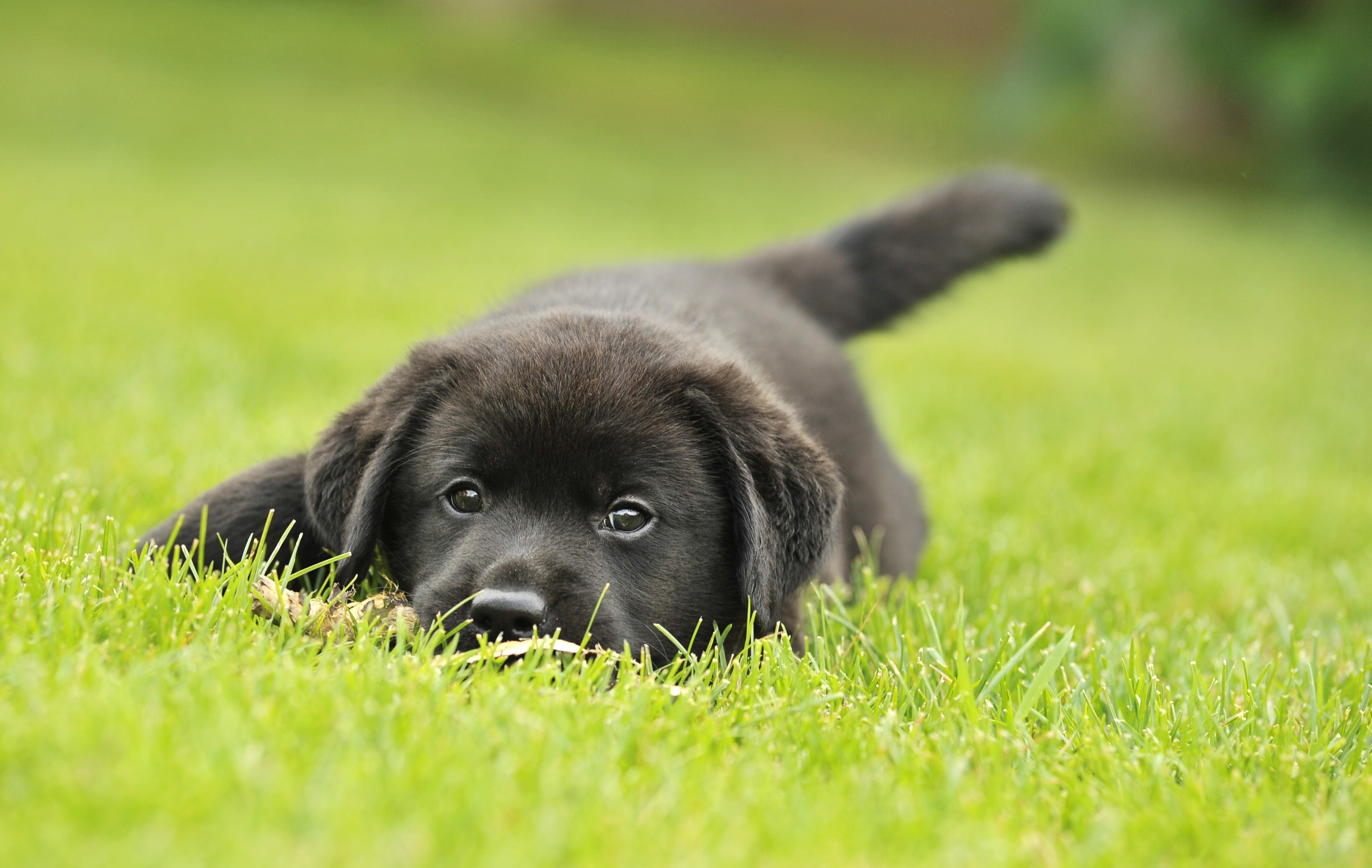A small black dog looks into the camera while lying down on a lawn of green grass.
