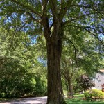 shady tree DEP water oak