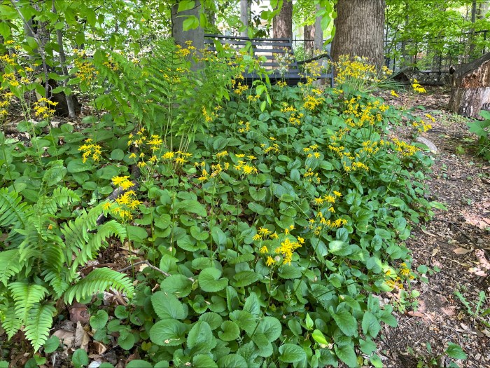Packera with lush green leaves and small yellow flower acting as groundcover in a wooded backyard.